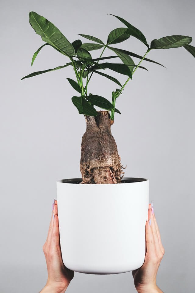 Abóbora Menina Brasileira (kg) - Imagem 2