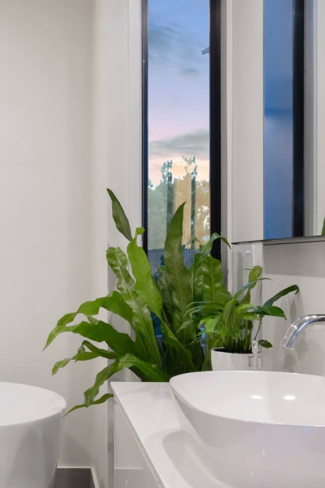 Vaso de Hortelã - Imagem 2