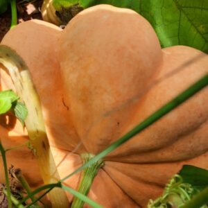 Abóbora Moranga (kg)