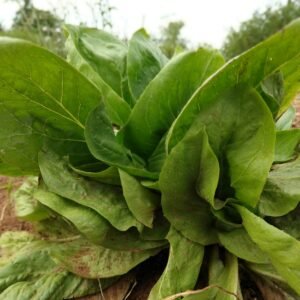 Almeirão Hadiche Folha Larga (maço)