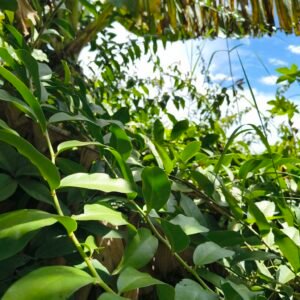 Ora-Pro-Nóbis (maço)