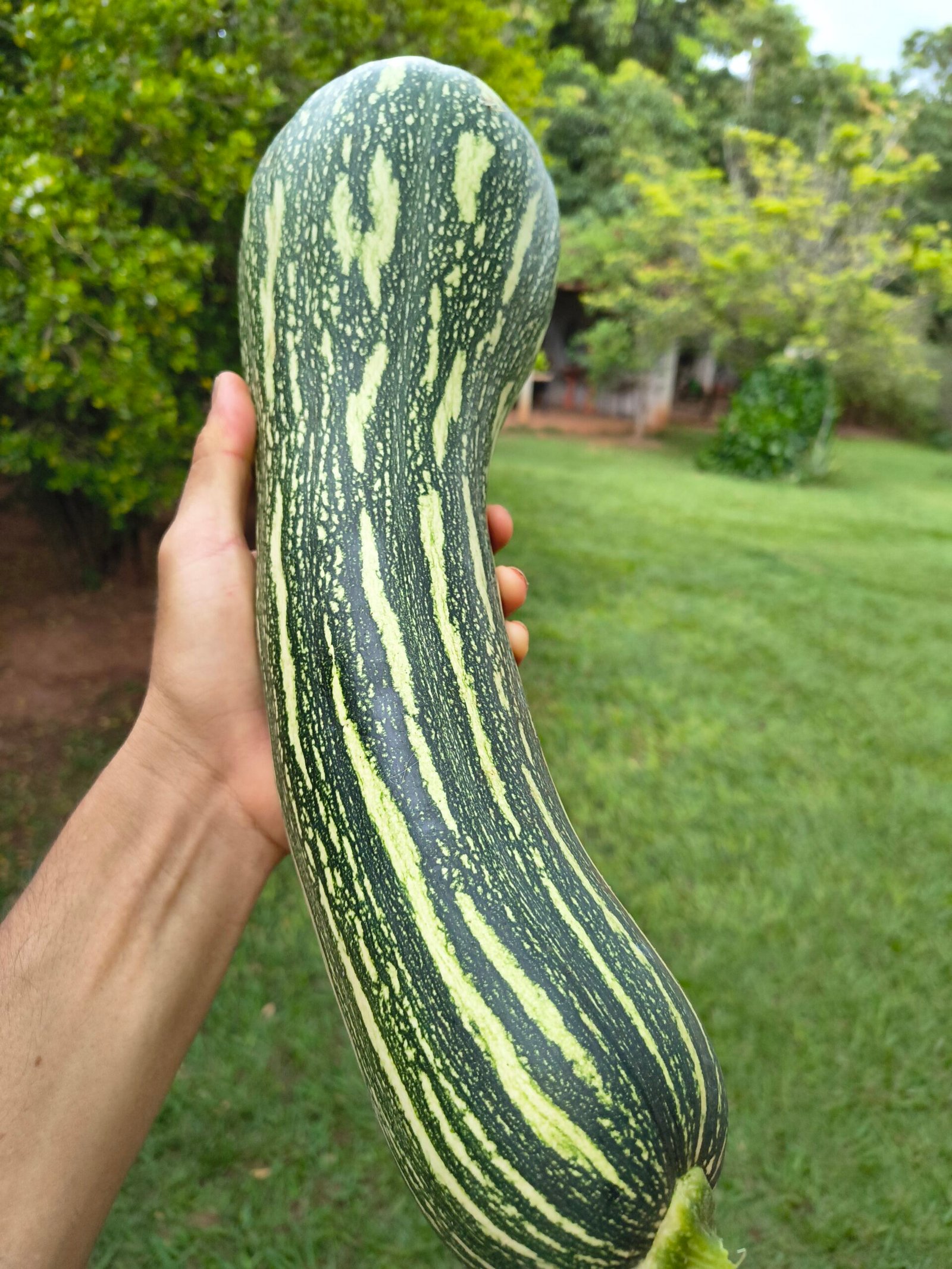 Abóbora Menina Brasileira (kg)