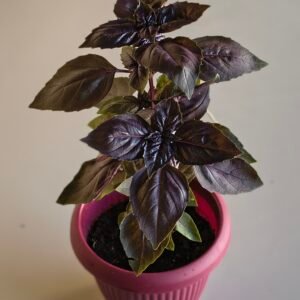 Vaso de Manjericão Roxo