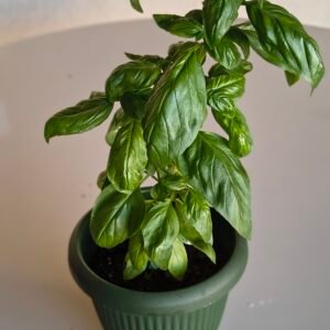 Vaso de Manjericão Folha Larga