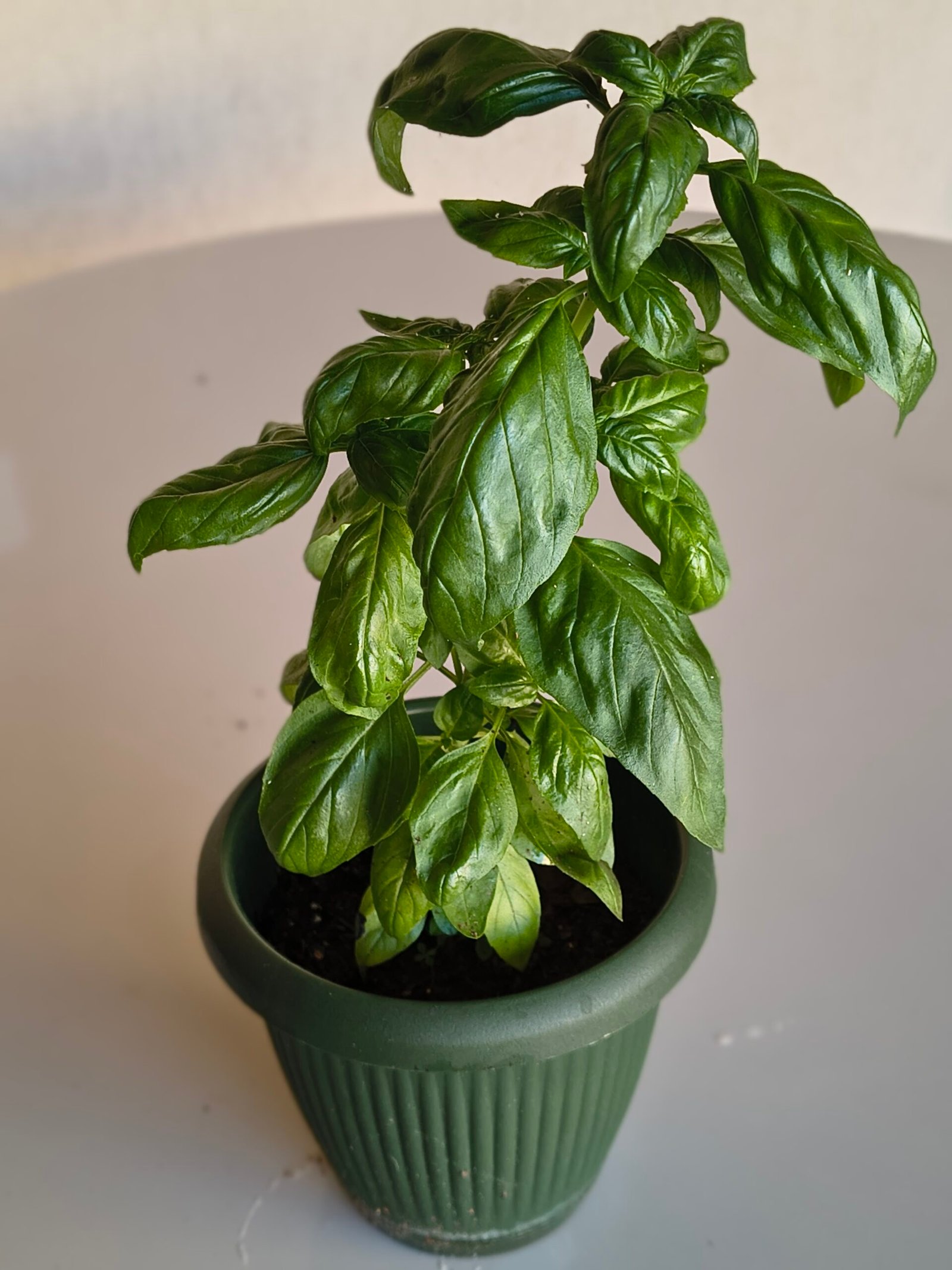 Vaso de Manjericão Folha Larga