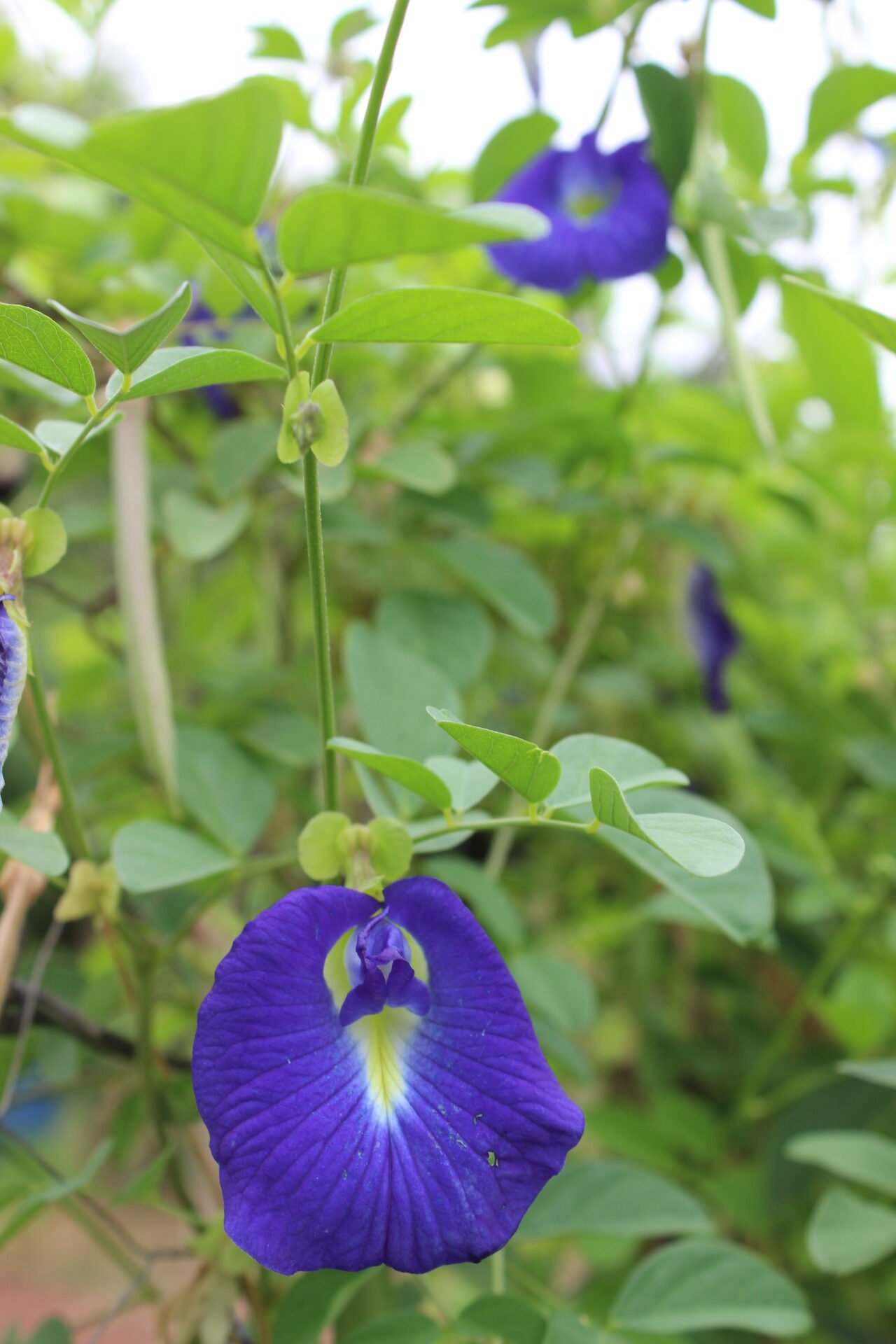 Flor de Feijão Borboleta (maço) - Imagem 2