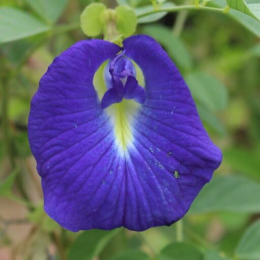 Flor de Feijão Borboleta (maço)